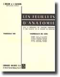 Les feuillets d'anatomie Fascicule 13 - J BRIZON , J CASTAING - MALOINE - 